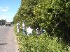 limpieza 2004 de playas11